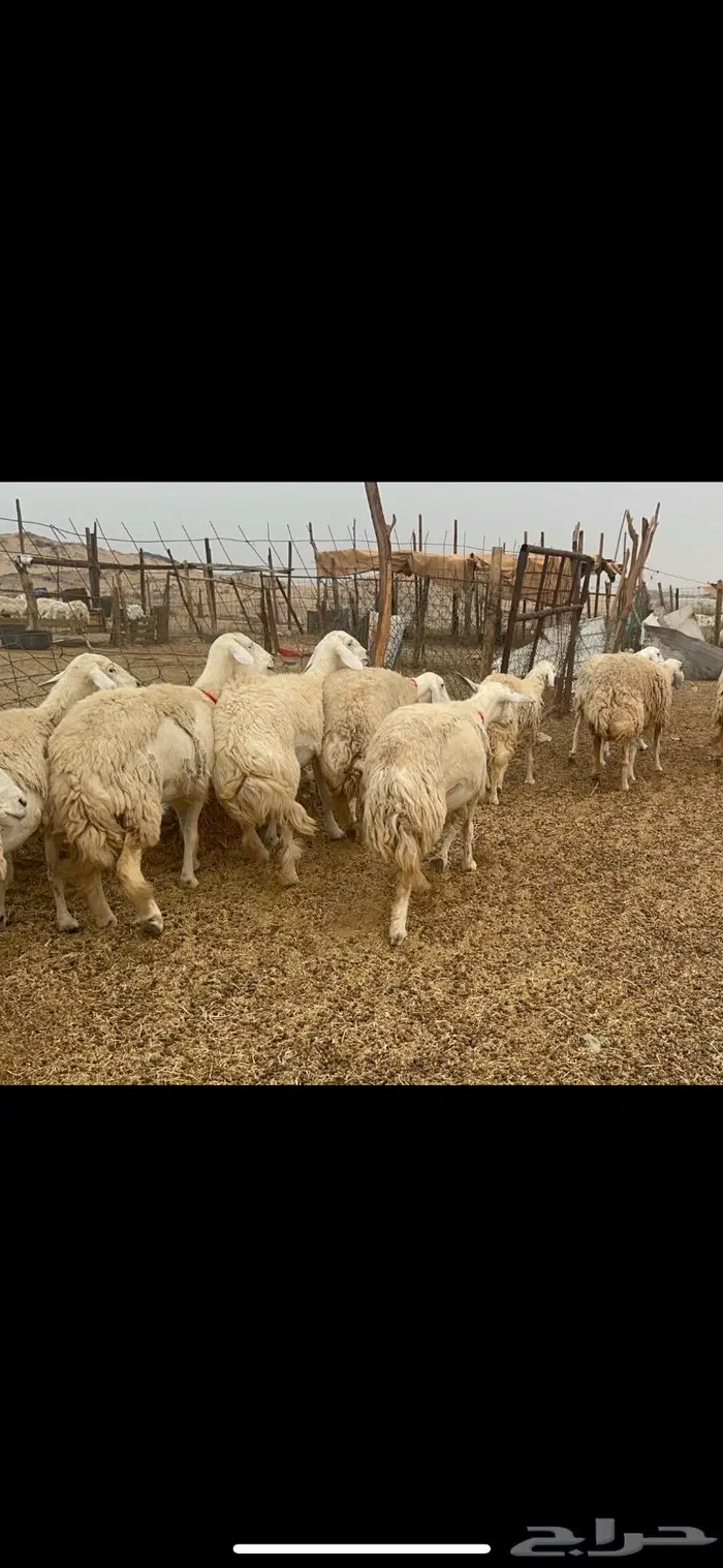 غنم حريات حرش جروم 50 7