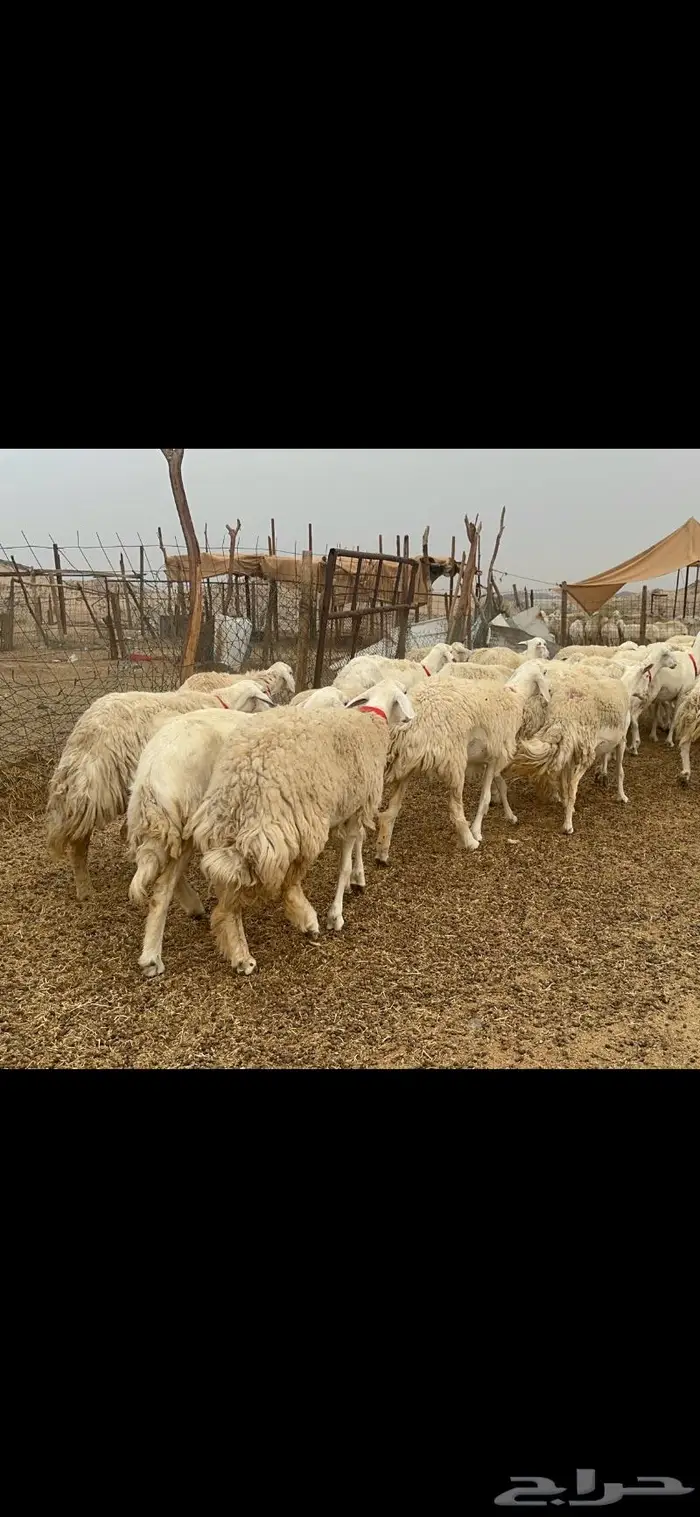 غنم حريات حرش جروم 50 8