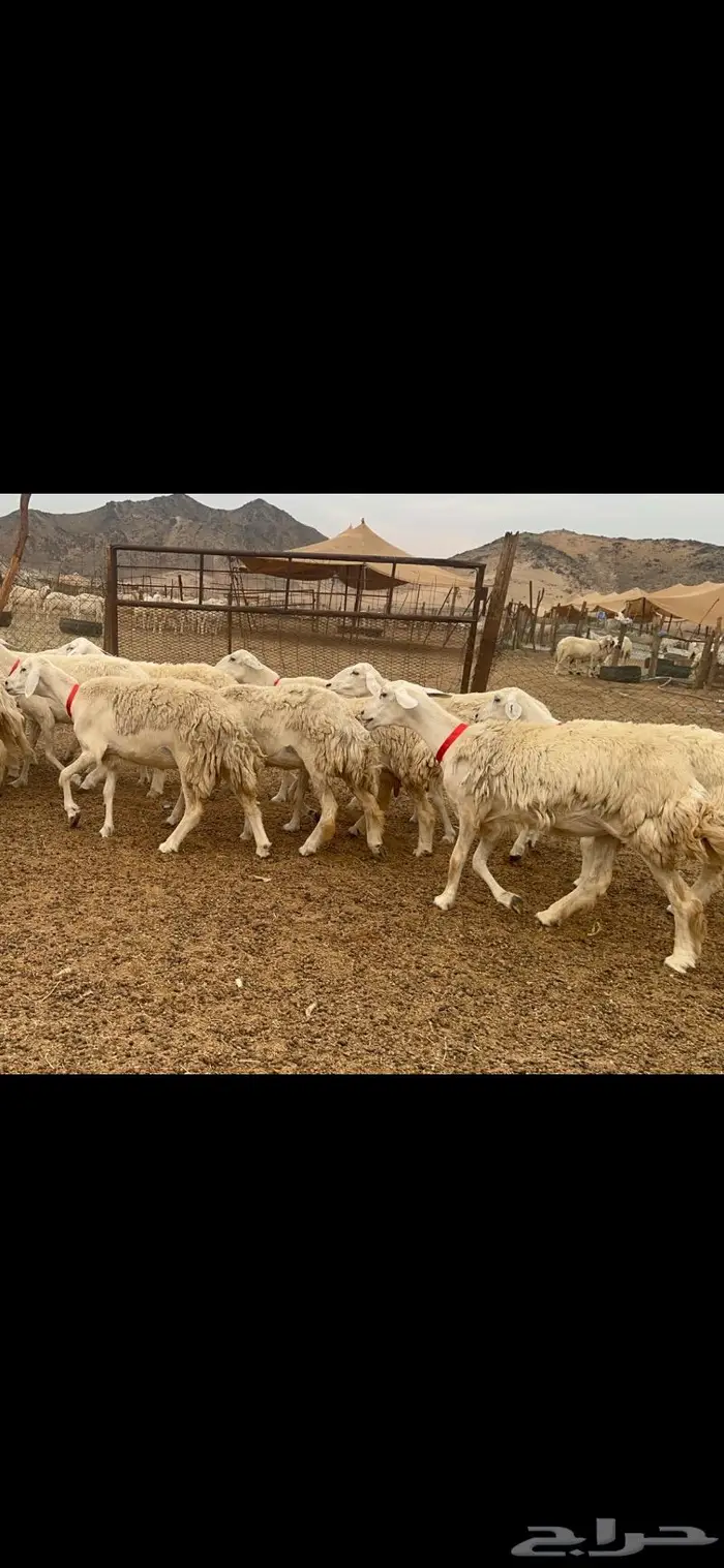 غنم حريات حرش جروم 50 9