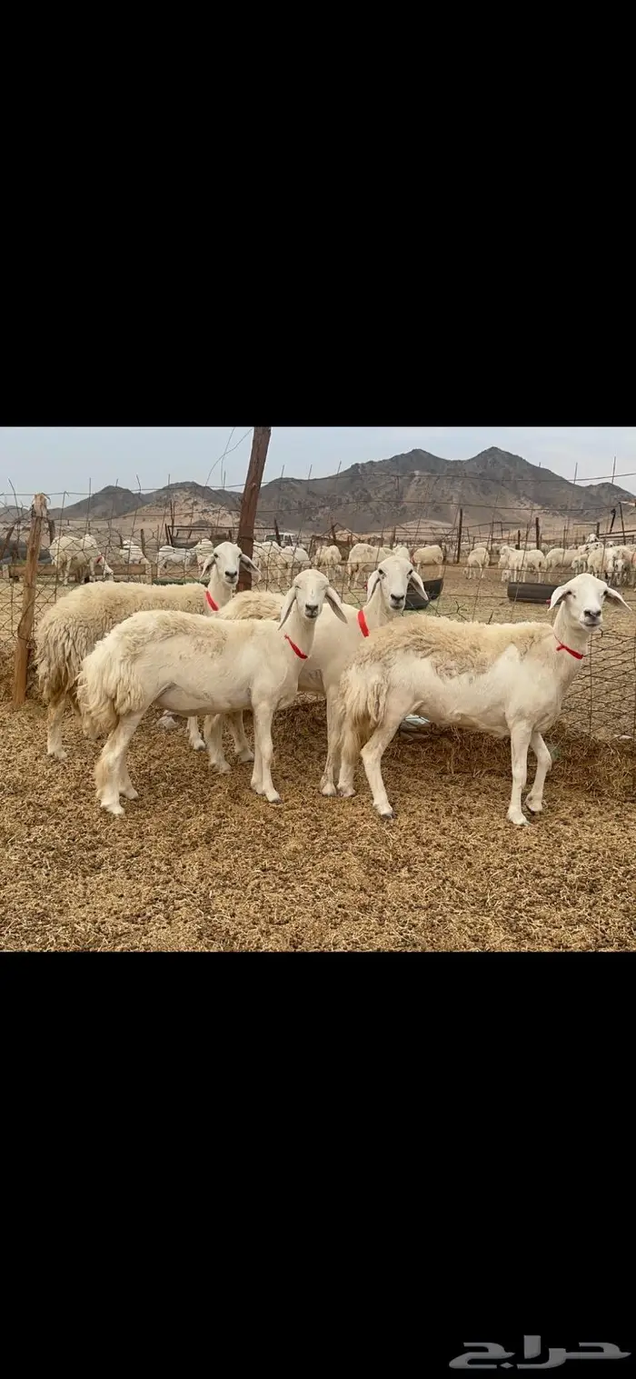 غنم حريات حرش جروم 50 10