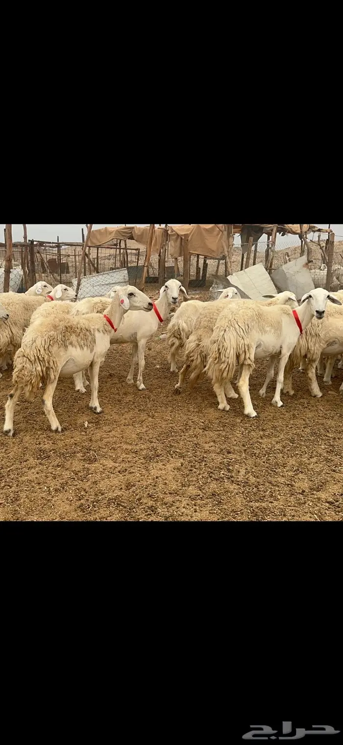 غنم حريات حرش جروم 50 11