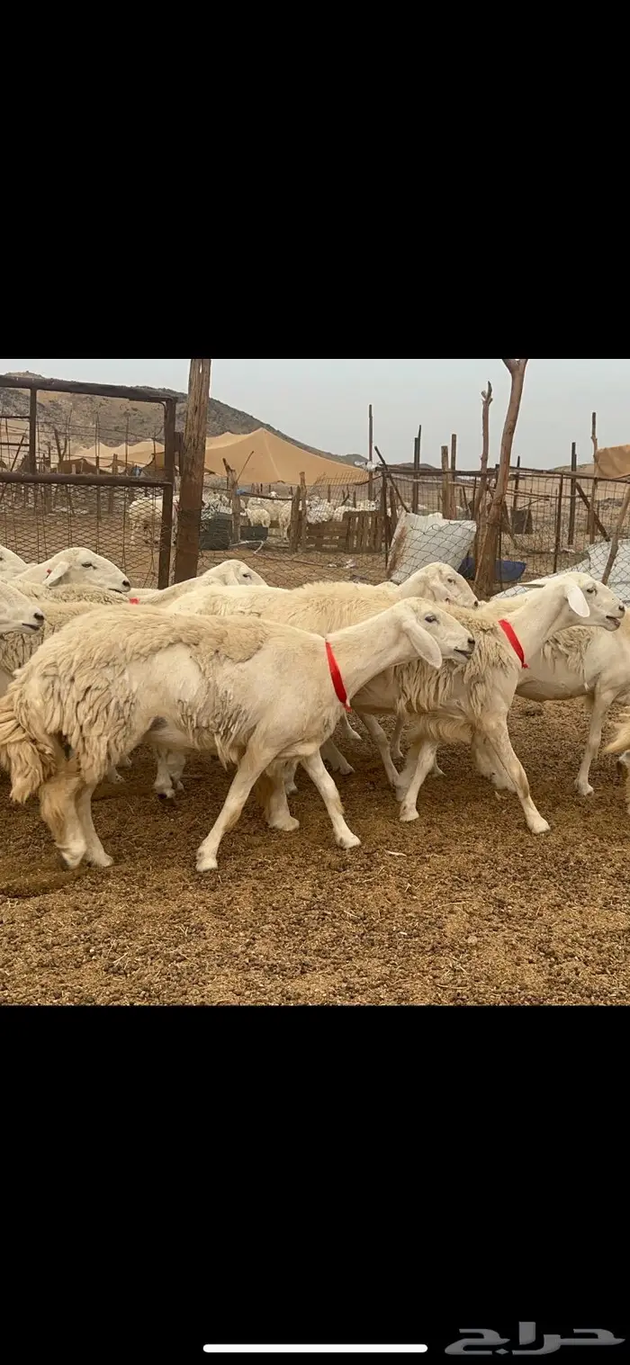 غنم حريات حرش جروم 50 12
