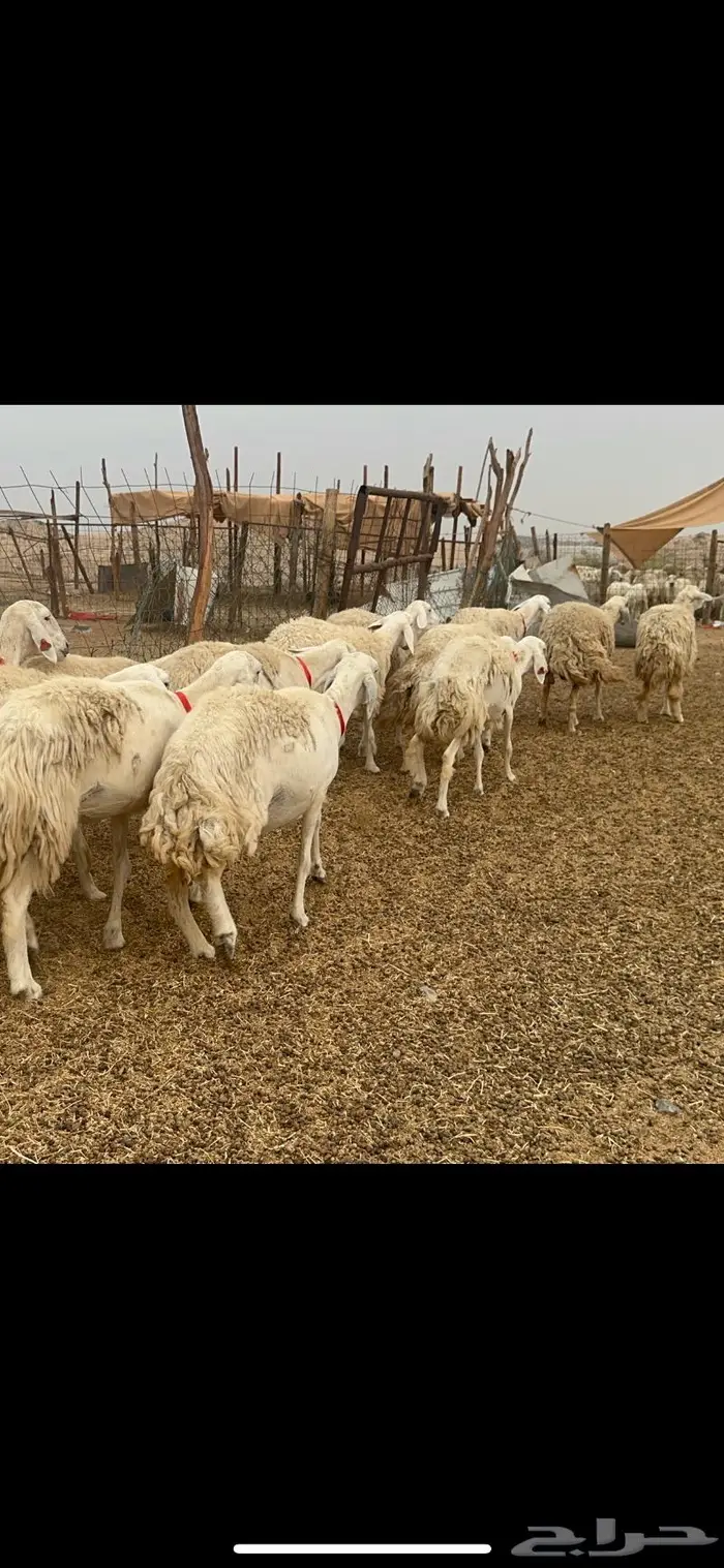 غنم حريات حرش جروم 50 14