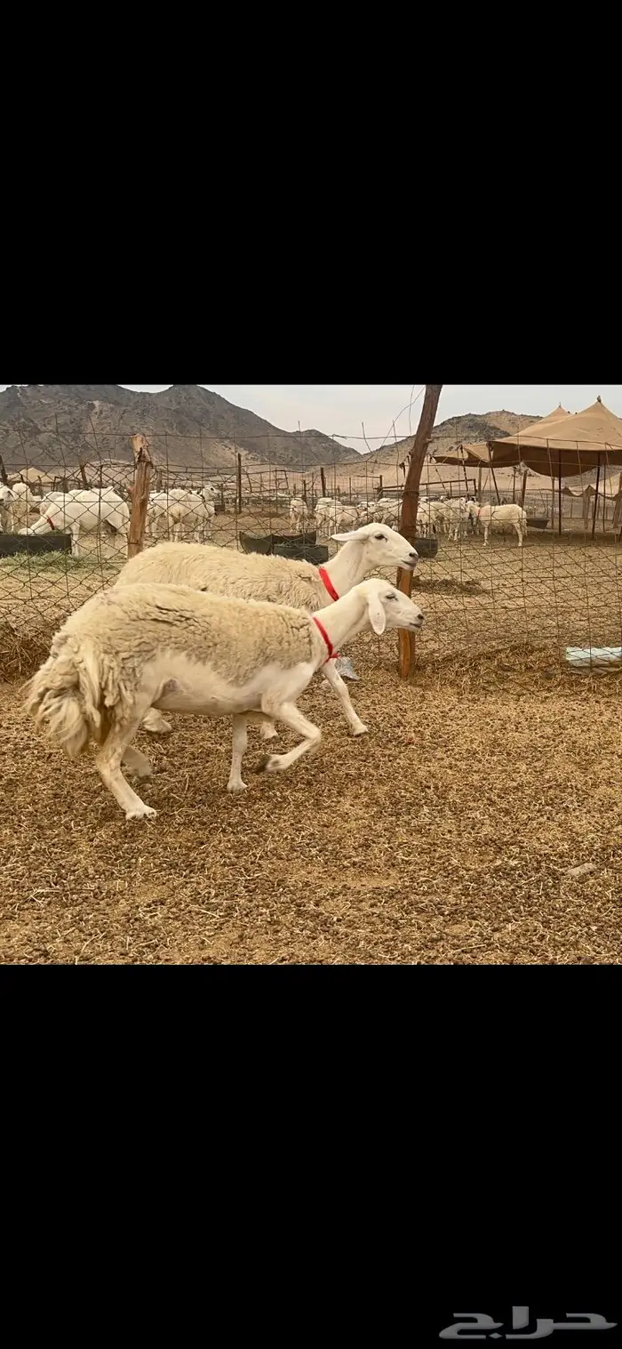 غنم حريات حرش جروم 50 13