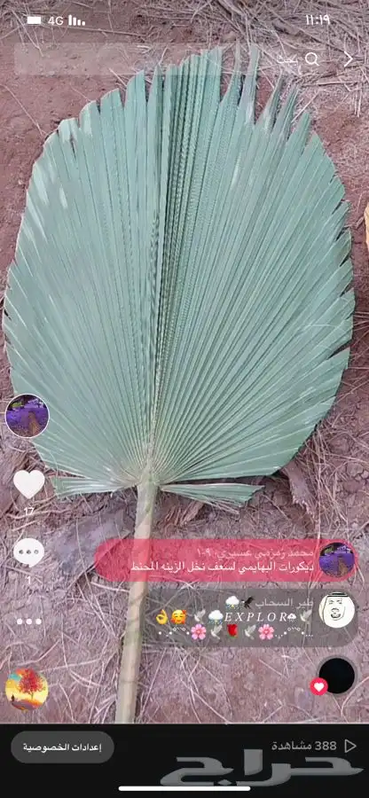 سعف نخل زينة واشنتونيا 2