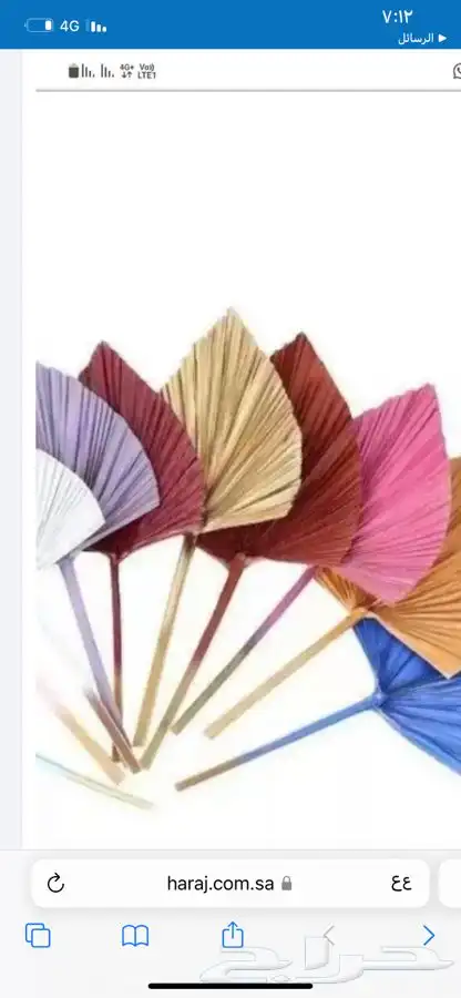 سعف نخل زينة واشنتونيا 4