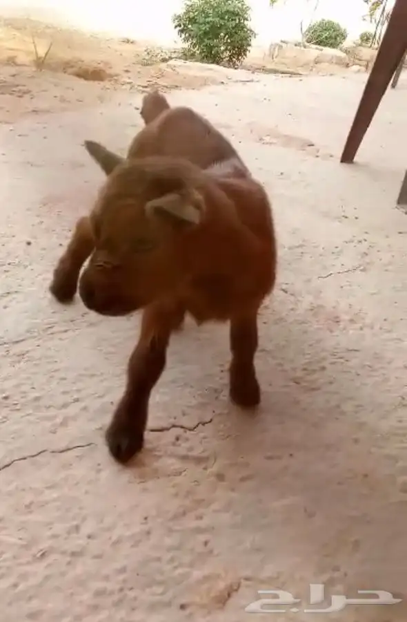 مواليد الماعز القزم 0