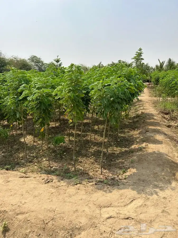 مشتل زراعي مشاتل زراعية مشتل جدة 3
