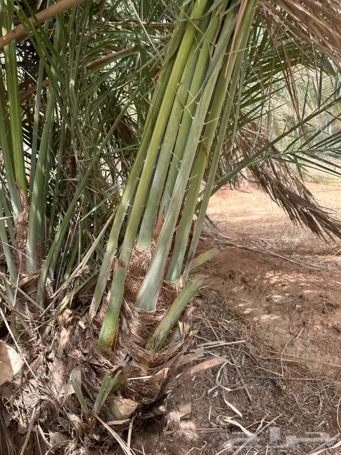 فروخ خضري وسكري واخلاص ومنيفي 1