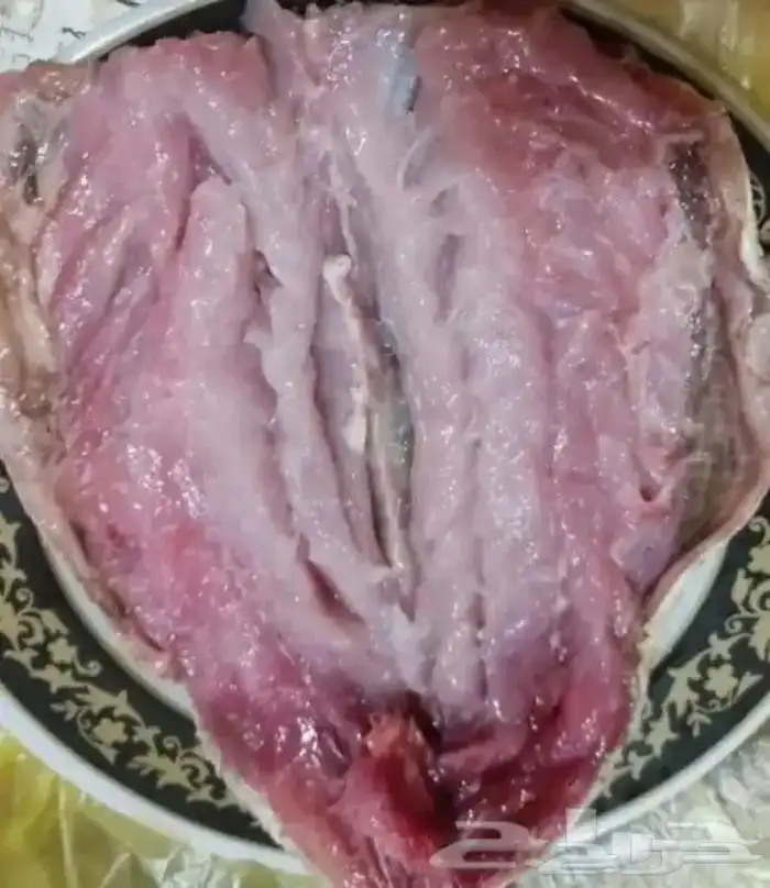 فسيح ورنجه 3
