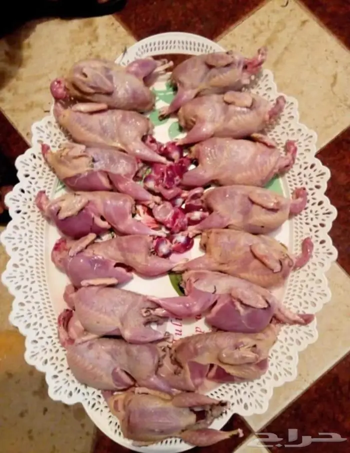 سمان ودجاج جاهز لذبح 2