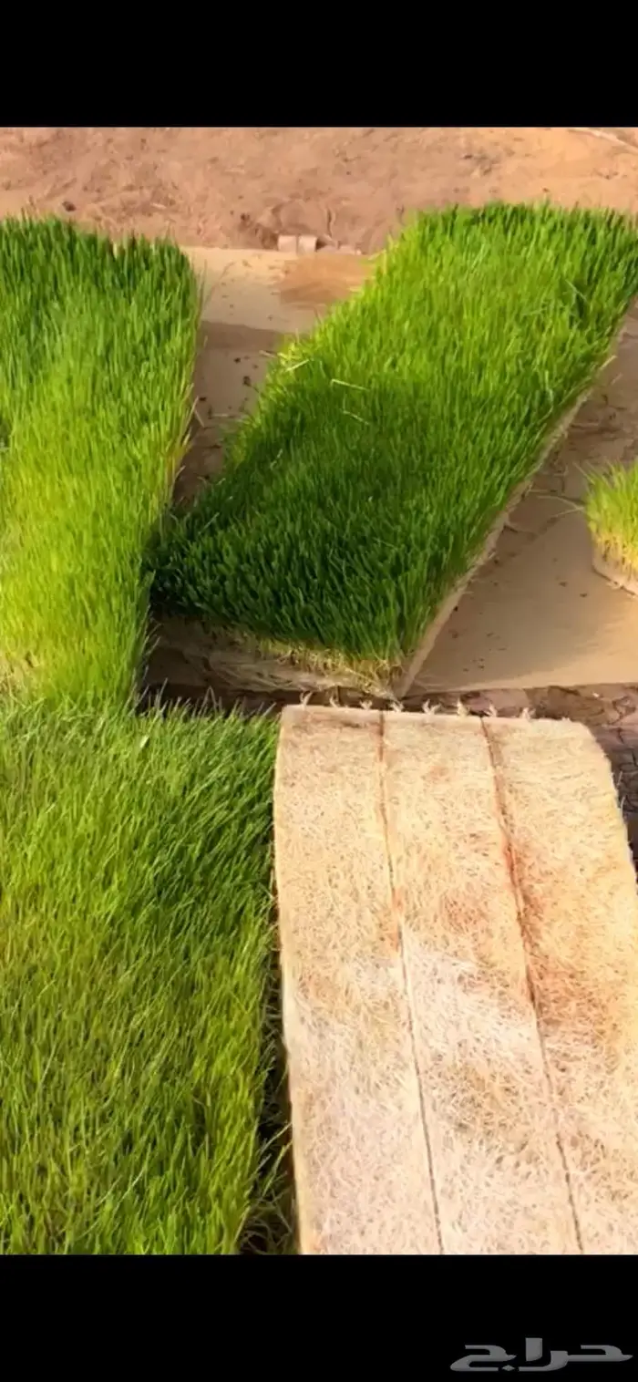 للبيع غرفة استنبات شعير شبه جديدة 3