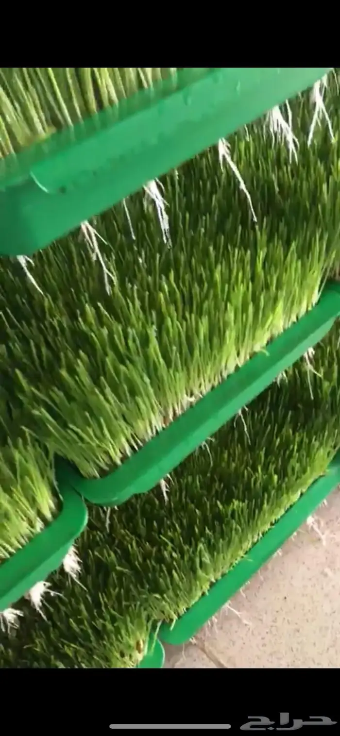 للبيع غرفة استنبات شعير شبه جديدة 6