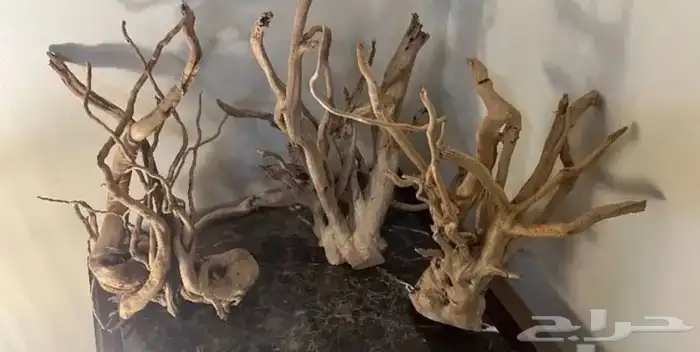 شتلات ونباتات مائية لاحواض السمك 4