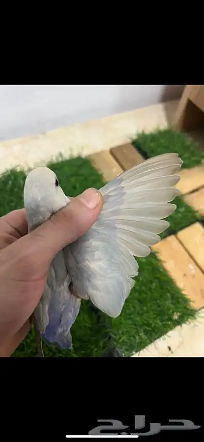فرخ روز اوبلاين اليف 6
