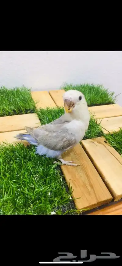 فرخ روز اوبلاين اليف 3
