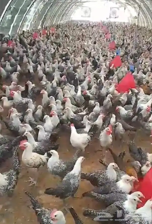 فيومي شبابي 1