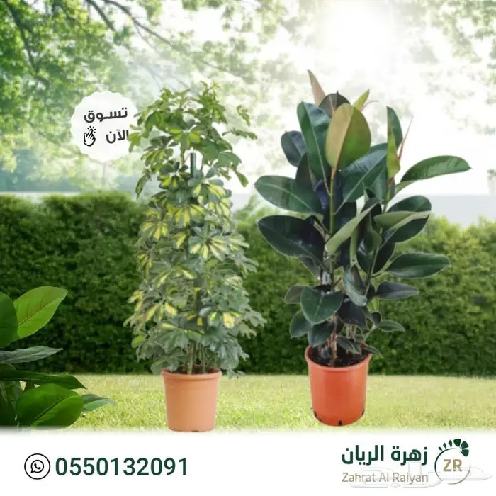 نباتات طبيعية منزلية 0