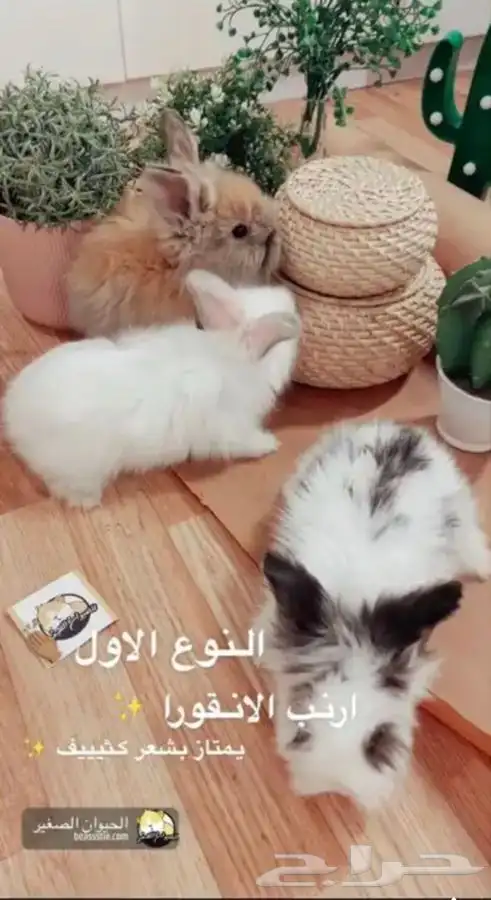 ارانب انقورا متوفر تمارا 0