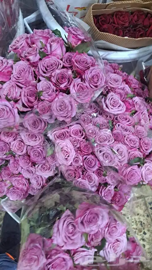 ورد جمله طبيعي 7