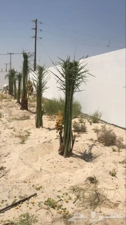 نخل مثمر طالع من القصيم الجنوب خلاص برحي سكري صقعي هشيش 3
