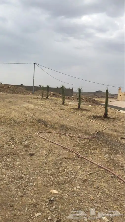 نخل مثمر طالع من القصيم الجنوب خلاص برحي سكري صقعي هشيش 2