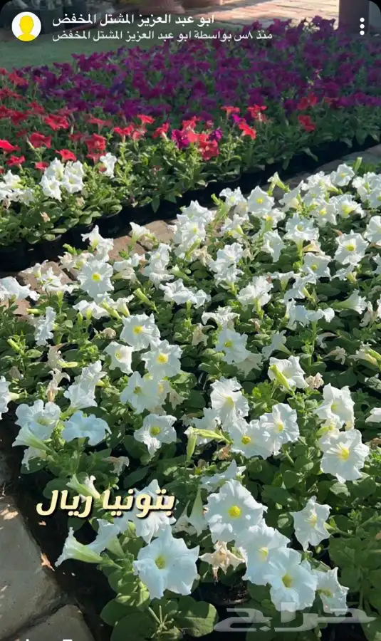 اشجار واحواض وزهور زينه باسعار طيبه 14