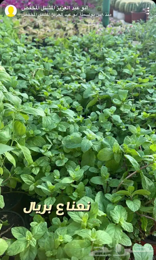 اشجار واحواض وزهور زينه باسعار طيبه 9