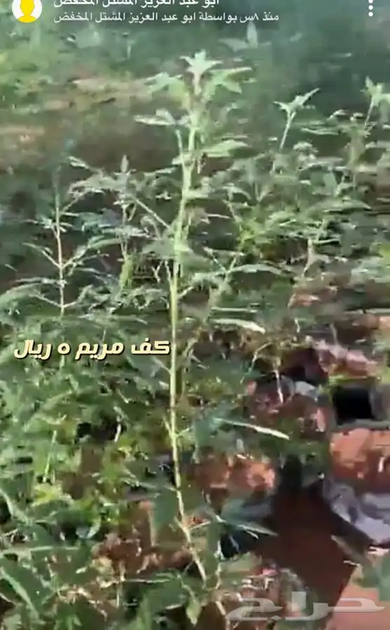 اشجار واحواض وزهور زينه باسعار طيبه 10