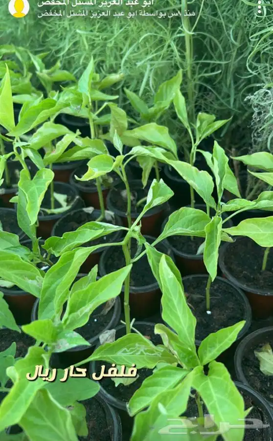 اشجار واحواض وزهور زينه باسعار طيبه 12