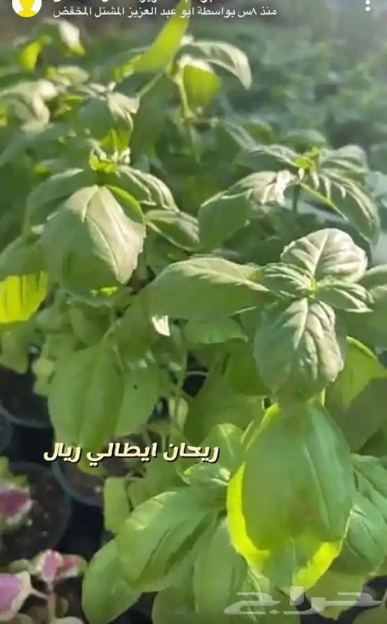 اشجار واحواض وزهور زينه باسعار طيبه 11