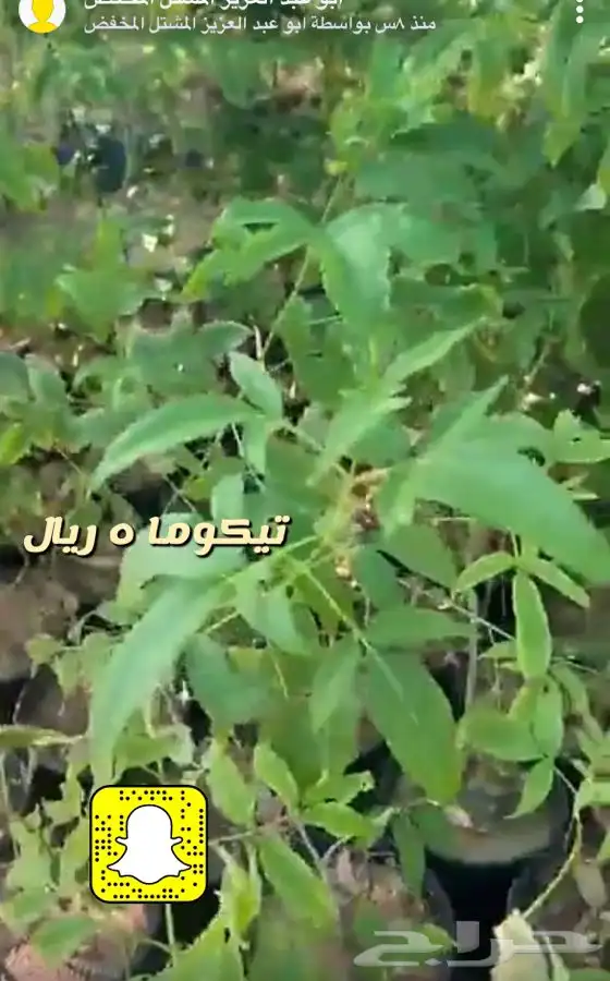 اشجار واحواض وزهور زينه باسعار طيبه 8