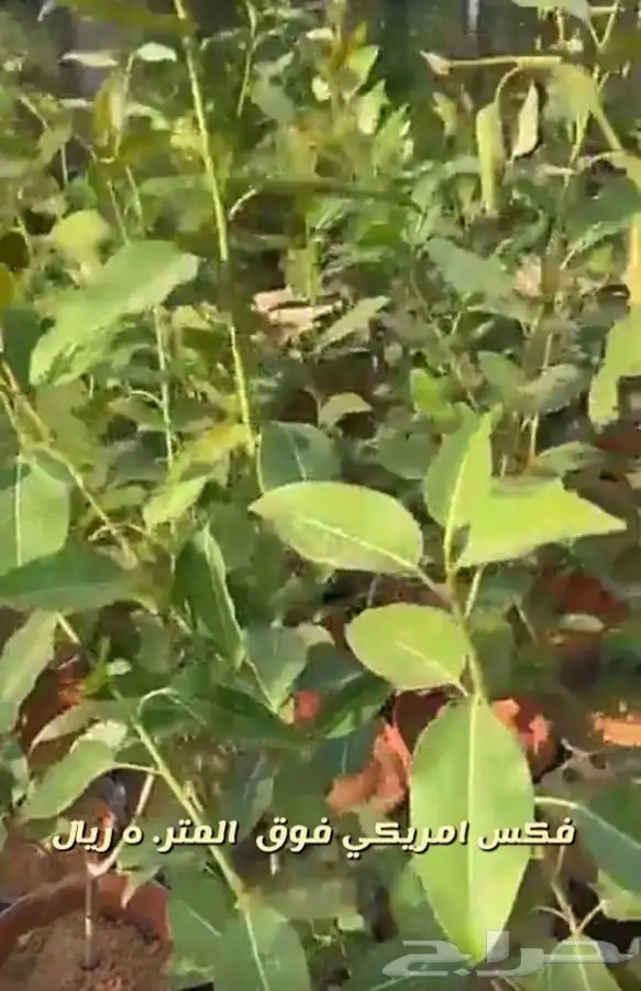 اشجار واحواض وزهور زينه باسعار طيبه 6