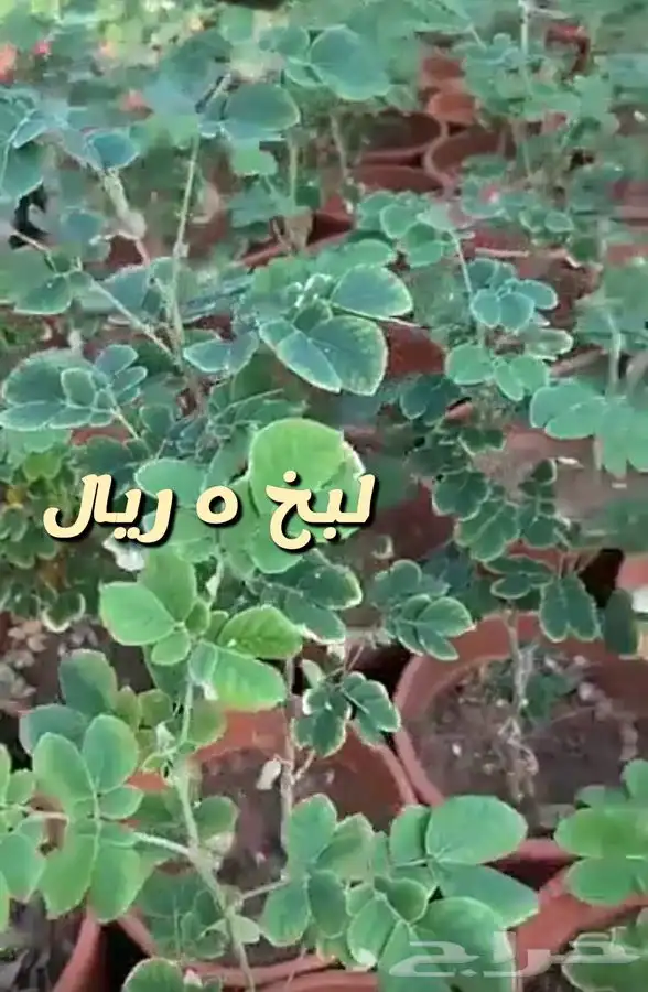 اشجار واحواض وزهور زينه باسعار طيبه 7