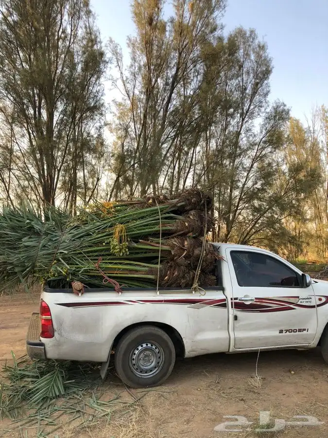 نخل مثمر طالع من القصيم الجنوب خلاص برحي سكري صقعي هشيش 0