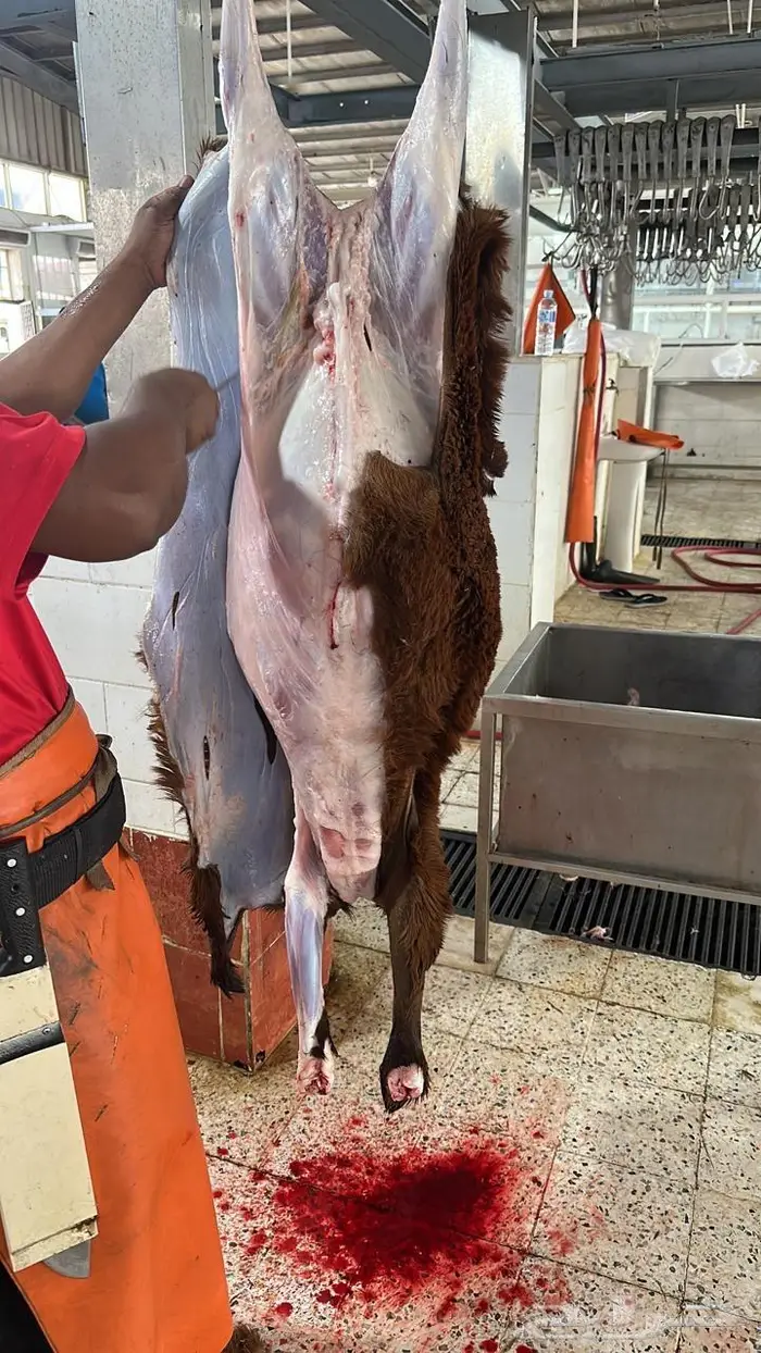 يوجد ذبابح نظيف شرط وشي فاخر 1