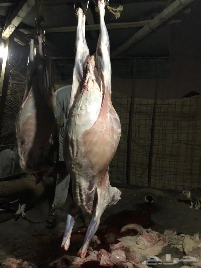 يوجد ذبابح نظيف شرط وشي فاخر 2