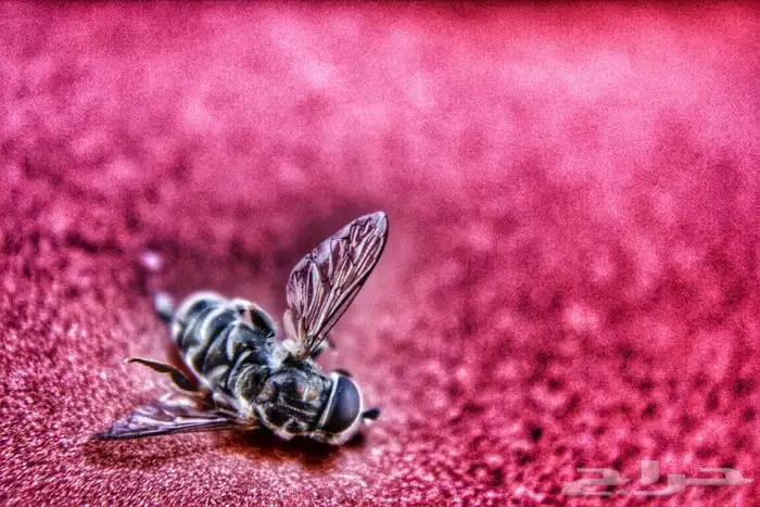 بيع او إيجار (فلتر إثنين في واحد مايكرو و وايد انجل (عريضة) 4