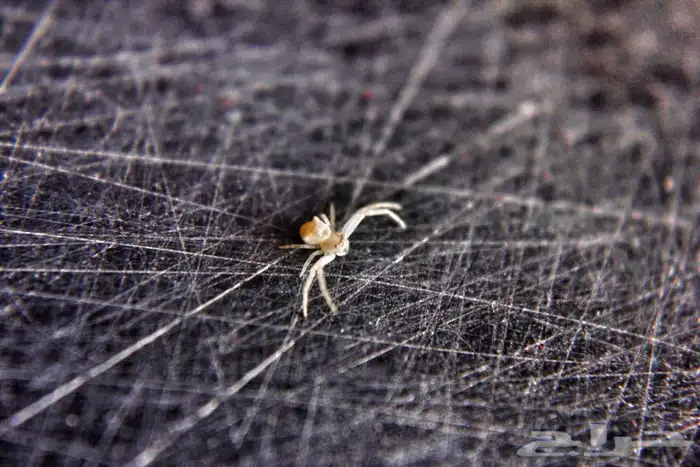 بيع او إيجار (فلتر إثنين في واحد مايكرو و وايد انجل (عريضة) 6