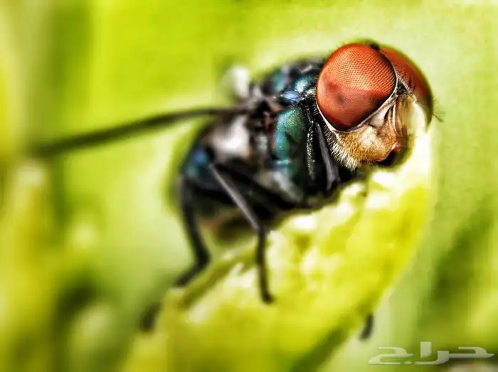 بيع او إيجار (فلتر إثنين في واحد مايكرو و وايد انجل (عريضة) 3