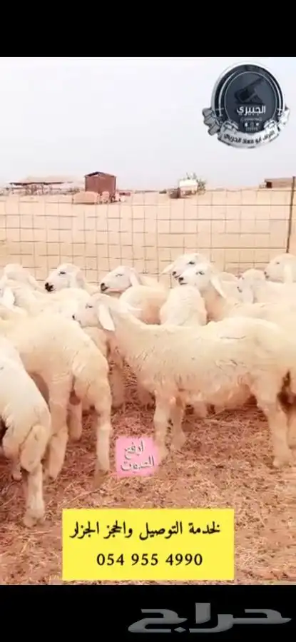 حريات فاخره وناهيه للثلاجة والمناسبات والبيع تفريد وجمله 3