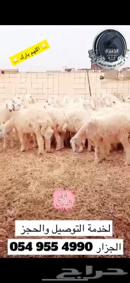 حريات فاخره وناهيه للثلاجة والمناسبات والبيع تفريد وجمله 2