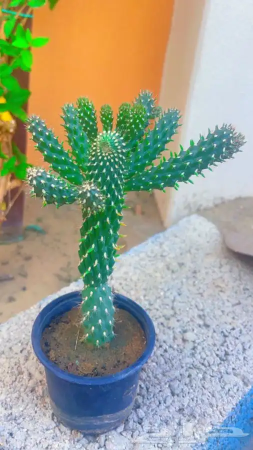 شتلات صبار زينه Ceropegia gordoni 1