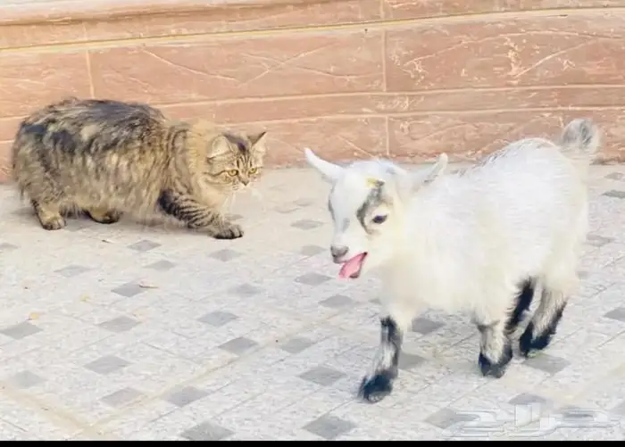 الماعز القزم الصغير ماعز قزم صديق الطفل 5