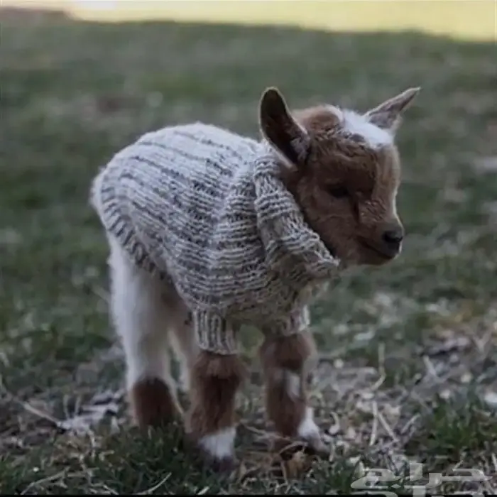 الماعز القزم الصغير ماعز قزم صديق الطفل 11