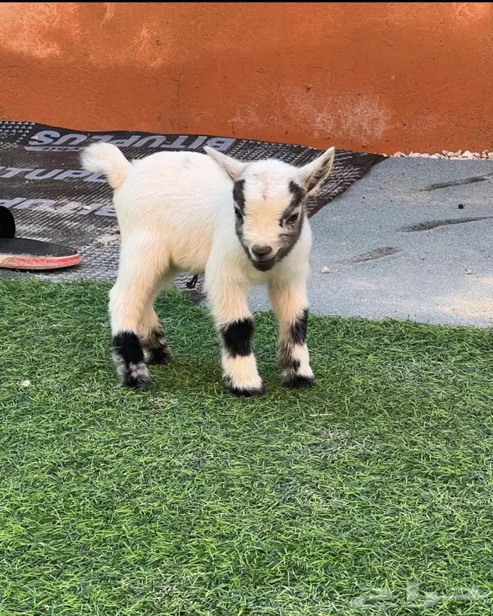 الماعز القزم الصغير ماعز قزم صديق الطفل 33