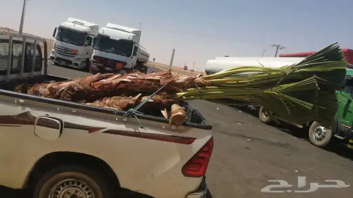 نخل وشنطني زينه للفل والقصور 0