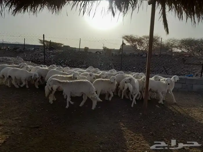 ذبايح طليان حريه وتيوس عوارض مع خدمة الذبح والتوصيل 3