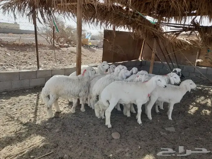 ذبايح طليان حريه وتيوس عوارض مع خدمة الذبح والتوصيل 5