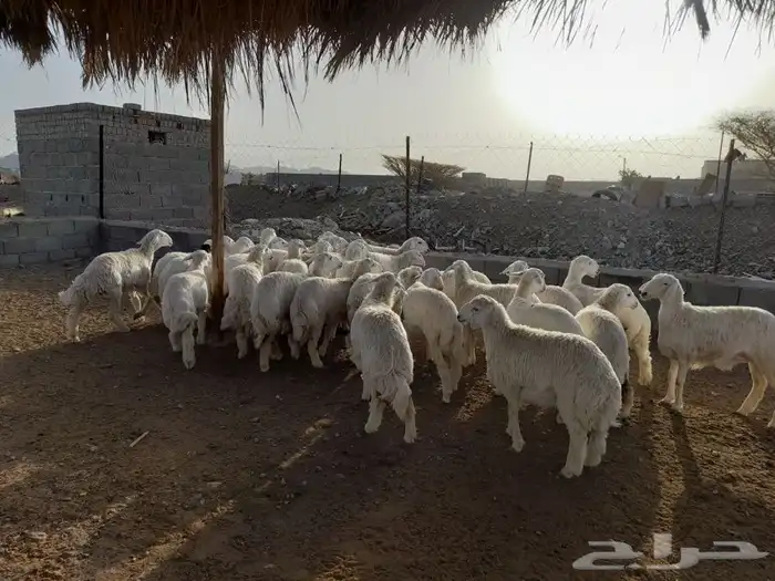 ذبايح طليان حريه وتيوس عوارض مع خدمة الذبح والتوصيل 4
